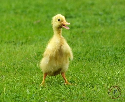 Indian Runner Duckling 9W027D-012.JPG